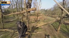 Dans un zoo aux Pays-Bas, un singe intrigué fait tomber une caméra à l’aide d’une branche 