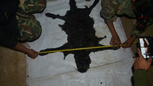 La peau d'un léopard noir tué par Premchai Karnasuta