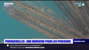 Porquerolles: une nurserie pour les poissons