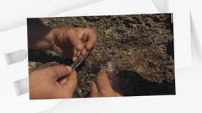 Un morceau d'ambre qui pourrait contenir un fragment de l'astéroïde qui s'est écrasé sur la péninsule du Yucatan il y a 66 millions d'années.