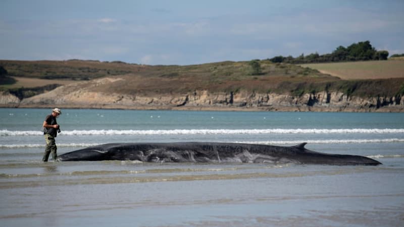 Le rorqual sauvé dans le Finistère peine à prendre le large et à repartir
