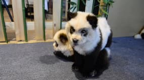 Des "chiens pandas" font polémique en Chine