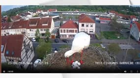 Trois petits cigogneaux ont éclos parmi les six œufs du couple de cigognes (Moselle)