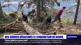 Alpes-Maritimes: des arbres déracinés à l'arboretum de Roure
