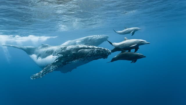 Les mammifères marins sont menacés par le réchauffement climatique. 