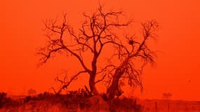 Des feux de forêt ravage l'Australie depuis le mois de septembre. 