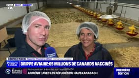 Grippe aviaire: 65 millions de canards vaccinés