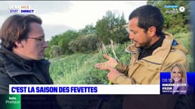 "Heureusement qu'on a eu un peu de pluie": bonne saison pour les févettes dans les Alpes-Maritimes