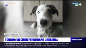 Toulon: un chien perdu dans la base navale 