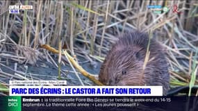 Le castor a fait son retour dans le parc national des Écrins