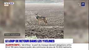Un loup observé pour la première fois depuis 30 ans en Île-de-France