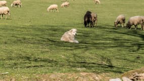 Un patou protégeant un troupeau