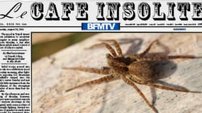 En Angleterre, l'invasion d'une araignée mortelle a fait fuir une famille de son domicile.