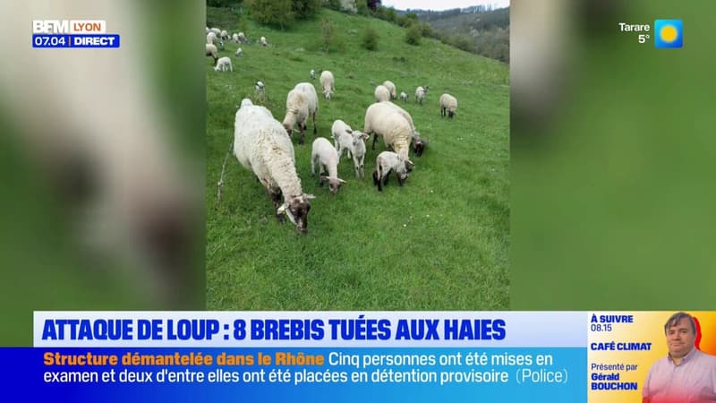 Attaque de loup : 8 brebis tuées aux Haies
