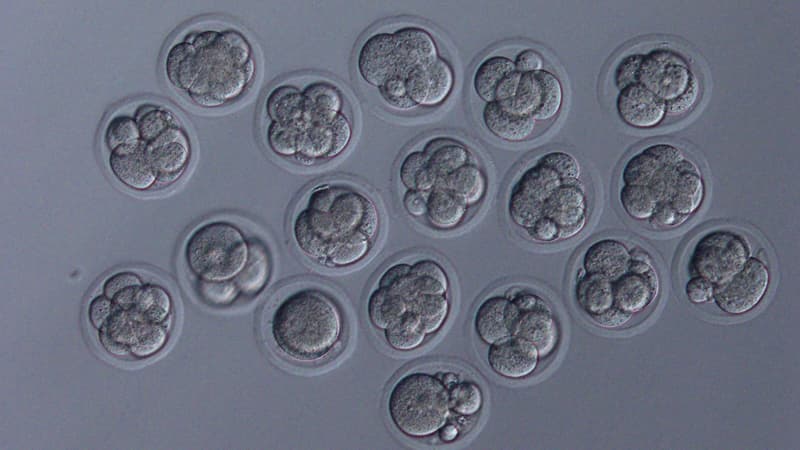 Des embryons de souris composés de 8 cellules dérivés de sperme conservé dans la Station spatiale internationale (ISS), le 18 juin 2020