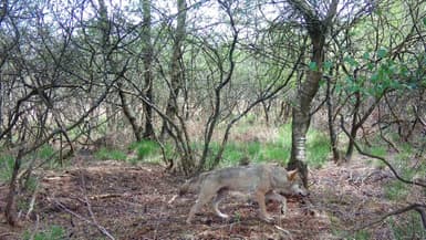 Au moins deux loups sont recensés dans le Finistère
