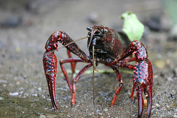 L'écrevisse de Louisiane L'écrevisse de Louisiane