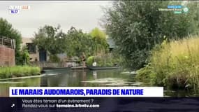 L'été chez vous: le marais audomarois, paradis de nature