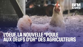  L'oeuf, la nouvelle "poule aux oeufs d'or" des agriculteurs 