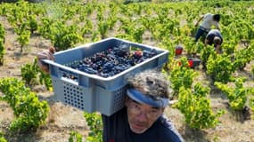 Vendanges à Port-Vendres (Pyrénnées-Orientales) le 15 août 2017