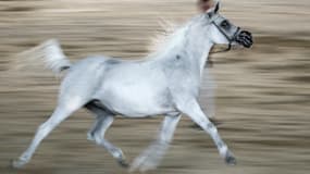 Cheval