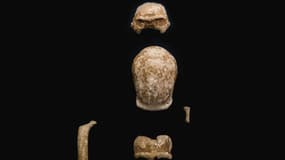 Restes d'un homme de Néandertal découverts dans la Grotte de Guattari, en Italie, en mai 2021