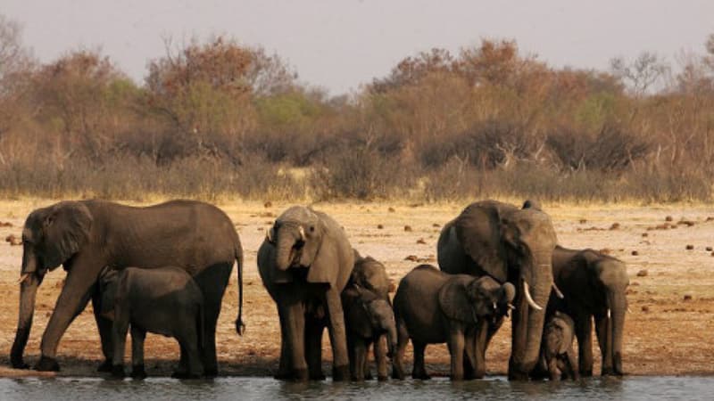 Eléphants d'Afrique