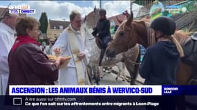 Nord: les animaux bénis à Wervicq-Sud pour l'Ascension
