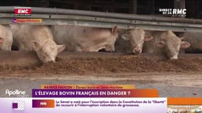 L'élevage bovin français en danger? 