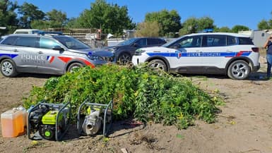 350 pieds de cannabis découverts et saisis par la police le mercredi 4 octobre à Manosque (Alpes-de-Haute-Provence).