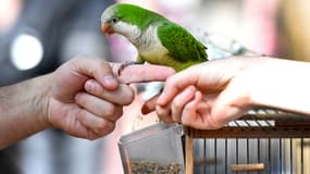 Une personne porte une perruche au marché aux oiseaux à Paris sur l'île de la Cité, le 6 mai 2018.