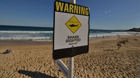 Les requins sont nombreux au large des côtes australiennes, mais les attaques sont relativement rares.
