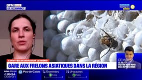 Les frelons asiatiques "n'attaquent pas volontairement" l'homme selon une spécialiste de la faune du Nord et Pas-de-Calais