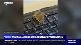 À Marseille, ces employés sont envahis par les rongeurs au bureau 