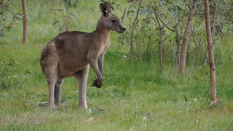 Un kangourou, image d'illustration.