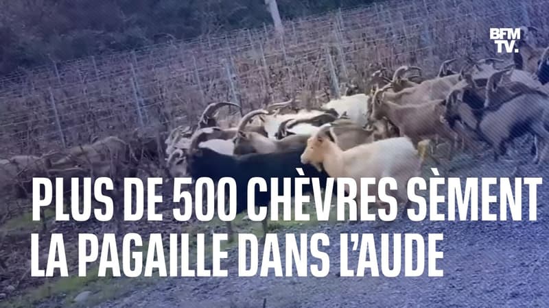 Plus de 500 chèvres en liberté sèment la pagaille dans l'Aude