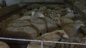 8.000 moutons vont être abattus dans le seul département des Alpes-Maritimes.