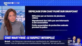 Un suspect interpellé après s'être filmé en train de martyriser son chat sur Snapchat