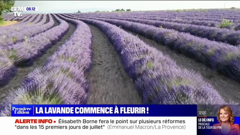 Dans le sud de la France, les champs de lavande commencent à fleurir