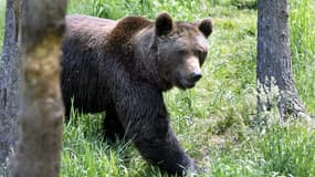Une ourse abattue en Italie