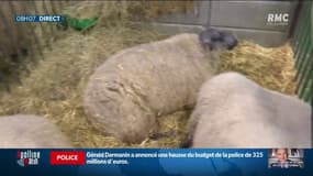 Annulation du salon de l’agriculture: la mesure aurait dû être prise en amont selon l’organisateur
