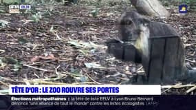 Tête d'Or: le zoo rouvre ses portes