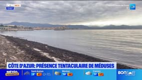 Côte d'Azur: les méduses violettes de retour sur les plages azuréennes