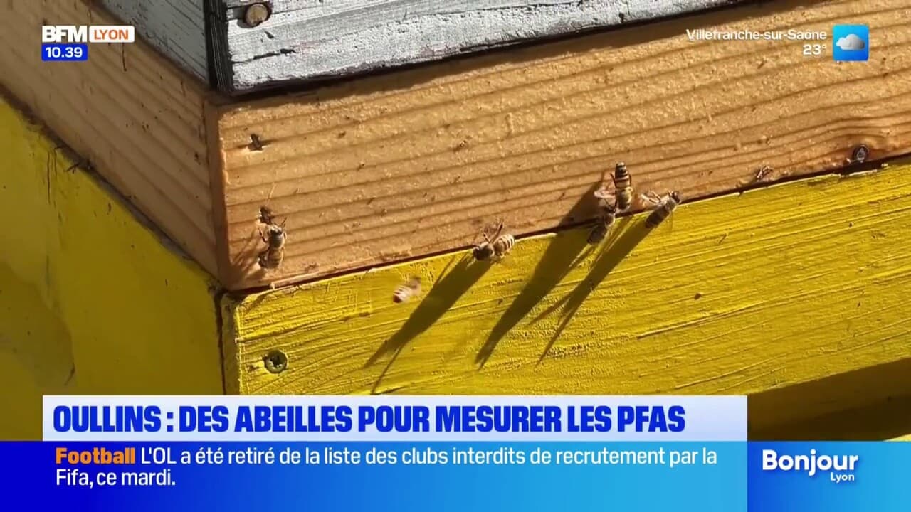 Oullins: des abeilles mesurent la quantité de pfas