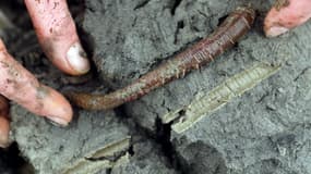 Une responsable d'Hemarina présentant en 2008 un arénicole à côté de sa galerie qu'il a percée dans le sable