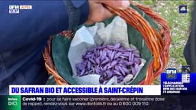 Alpes-du-Sud: du safran se récolte à Saint-Crépin