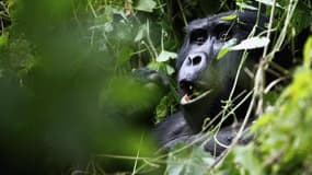 Gorille dans la forêt d'Ouganda. Plusieurs espèces animales, dont des gorilles en Afrique et des tigres au Bangladesh, sont menacées d'extinction si l'on ne corrige pas l'impact des changements climatiques et des climats extrêmes sur leurs habitats, prévi