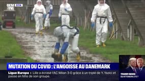 Covid-19: pourquoi le Danemark abat des millions de visons