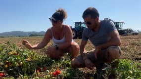 Alpes-de-Haute-Provence : des agriculteurs relancent la production de tomates