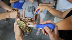 L'ouverture des huîtres est particulièrement délicate. (Photo d'illustration)